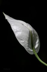 Spathiphyllum