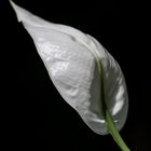 Spathiphyllum