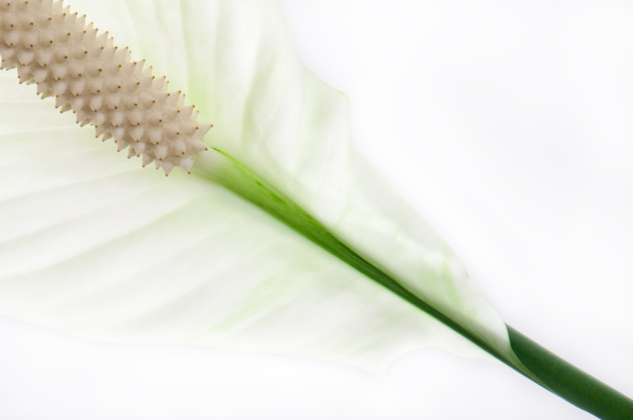 Spathiphyllum / Einblatt