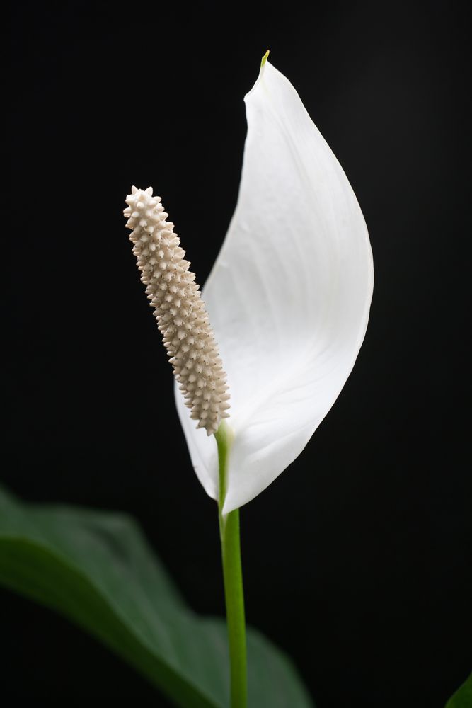 Spathiphyllum (Einblatt)