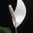 Spathiphyllum (Einblatt)