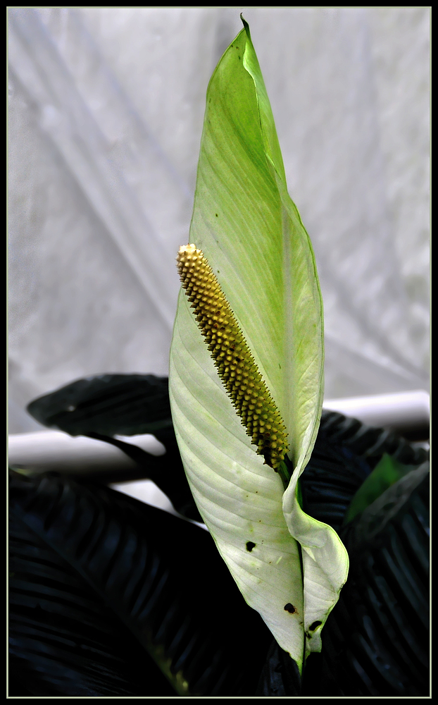 Spathiphyllum (Einblatt)