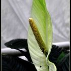 Spathiphyllum (Einblatt)