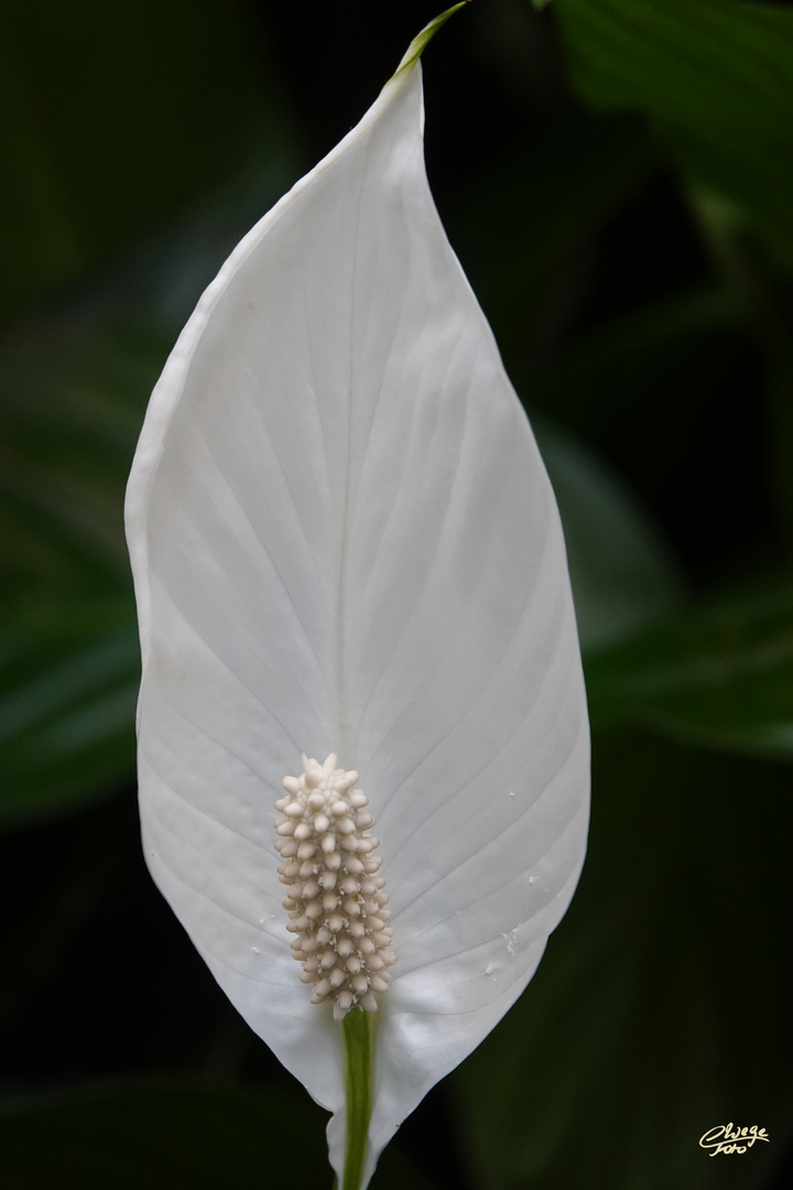 Spathiphyllum (Einblatt, Blattfahne, Friedenslilie,...)