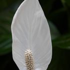 Spathiphyllum (Einblatt, Blattfahne, Friedenslilie,...)