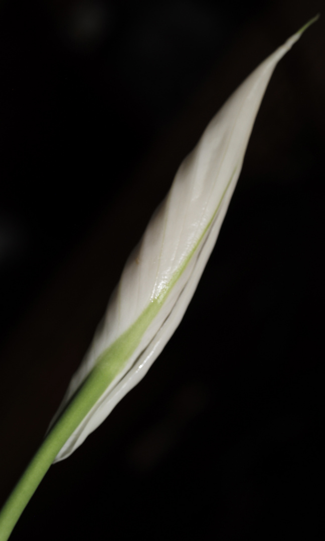 Spathiphyllum Entwicklung 2