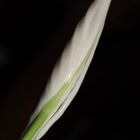 Spathiphyllum Entwicklung 2