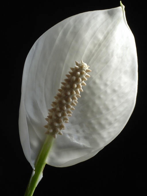 Spathiphyllum