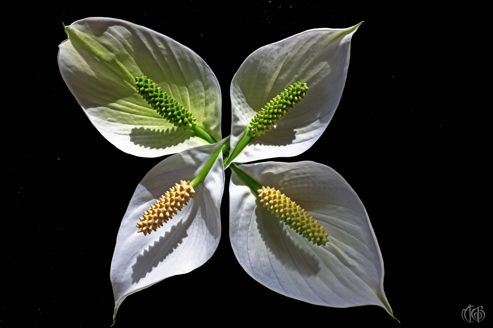 Spathiphyllum I