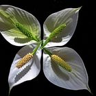 Spathiphyllum I