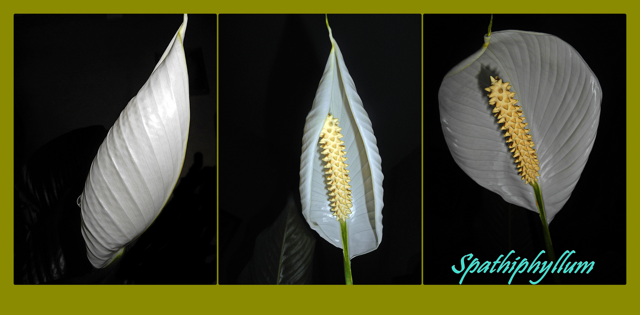 Spathiphyllum o Flor de Luna