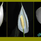 Spathiphyllum o Flor de Luna