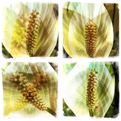 Spathiphyllum - white impression