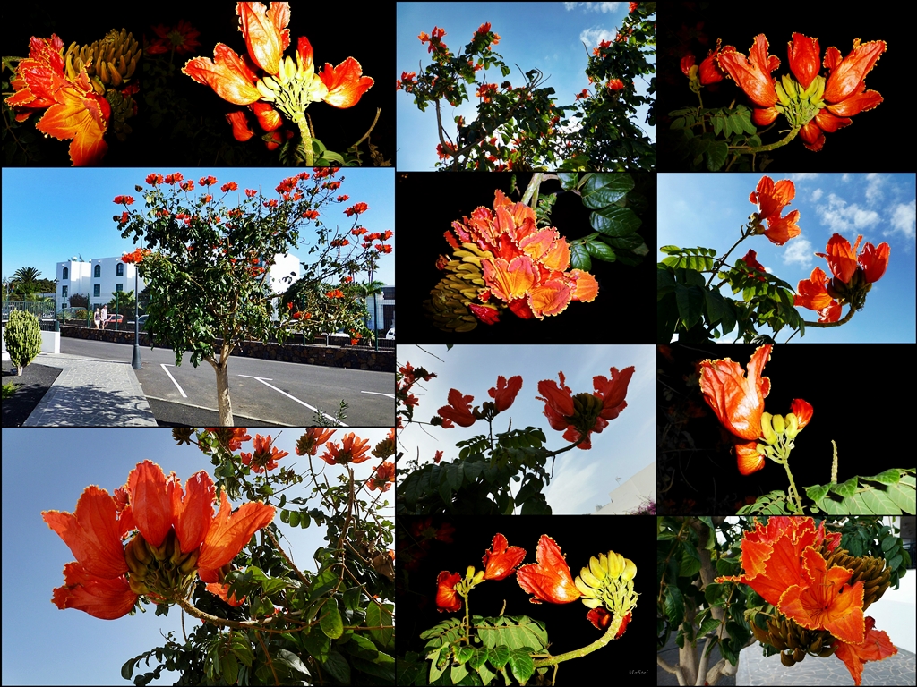 *Spathodea campanulata* auf LANZAROTE