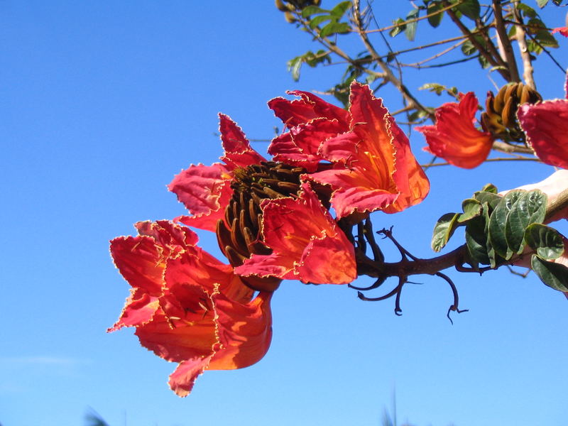 Spathodea campanulata