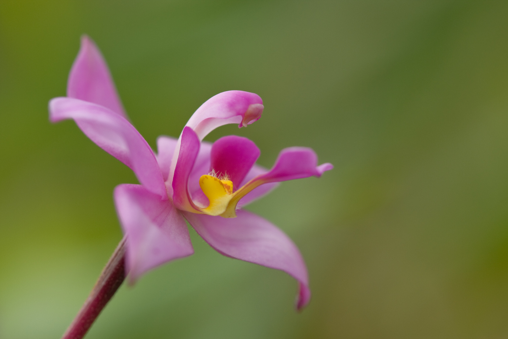 Spathoglottis plicata