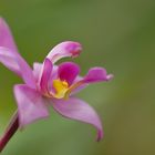 Spathoglottis plicata