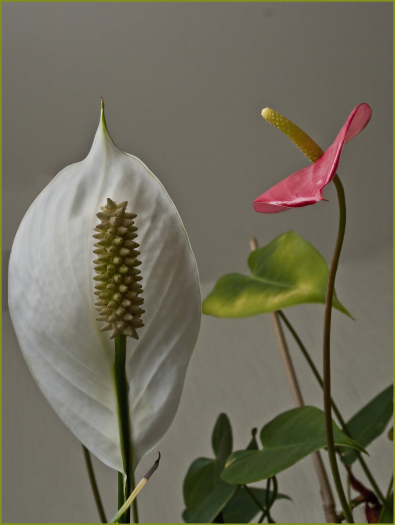 Spathyphillum et anthurium de Scherzer