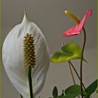 Spathyphillum et anthurium de Scherzer