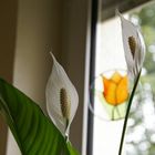 Spatiphyllum-Blüte