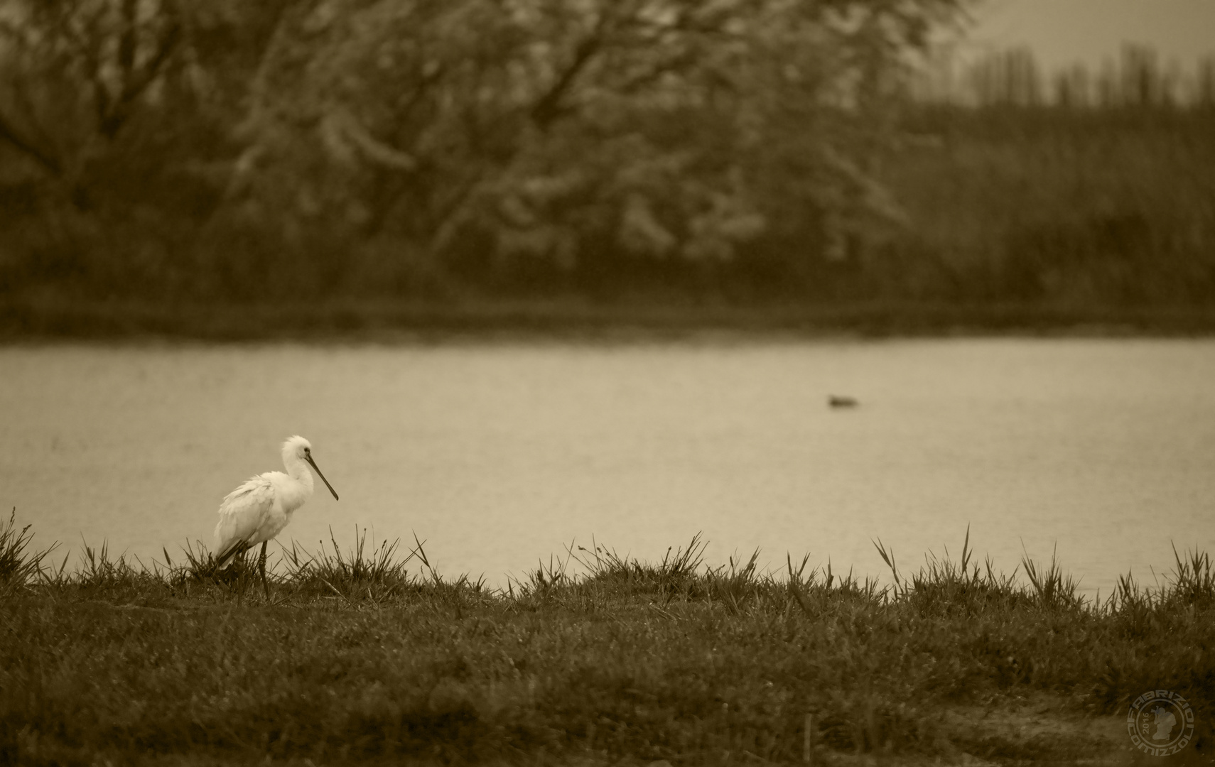 Spatola-Platalea leucorodia