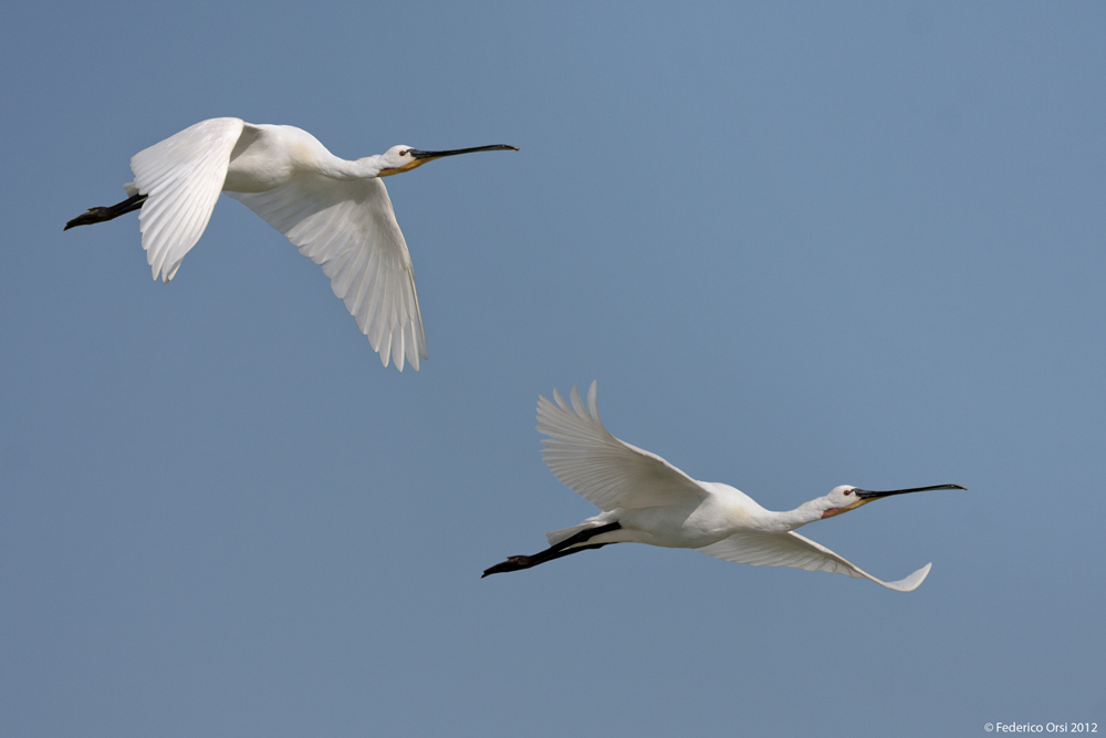 Spatole in volo