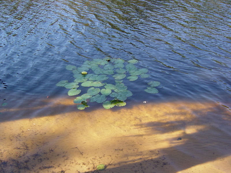 Spatterdock