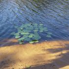 Spatterdock