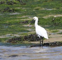 Spatule Blanche /Platalea leucorodia