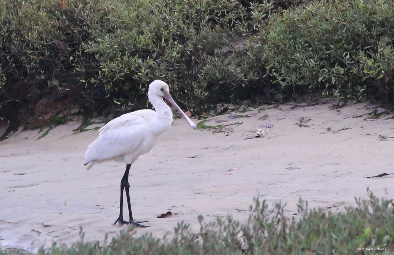 Spatule Blanche /Platalea leucorodia