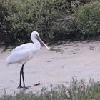 Spatule Blanche /Platalea leucorodia