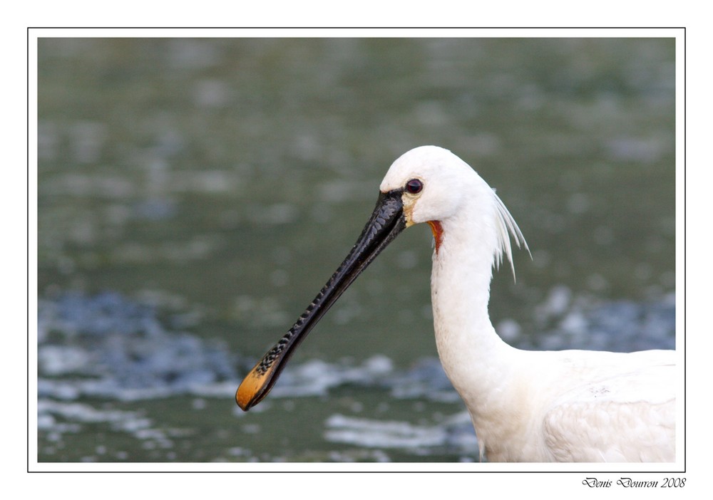 Spatule (portrait)