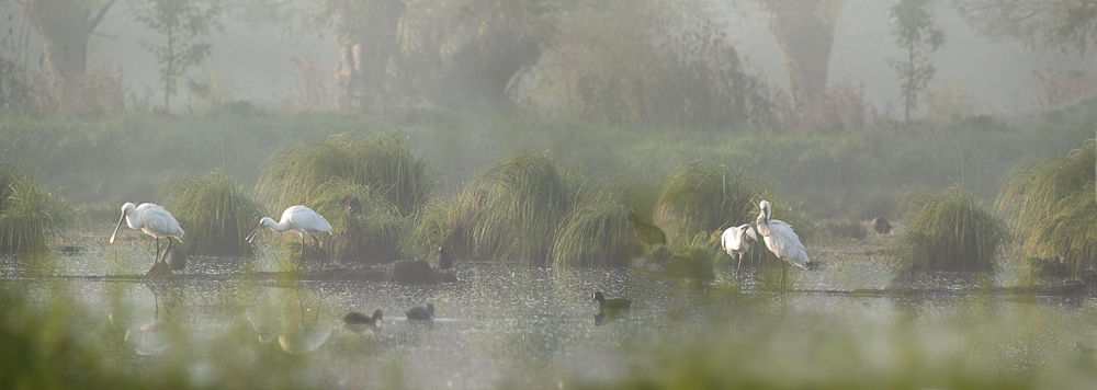 Spatules - Marais de loire