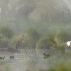 Spatules - Marais de loire