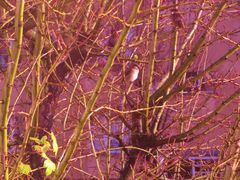 Spatz 2 vor meinen Fenster