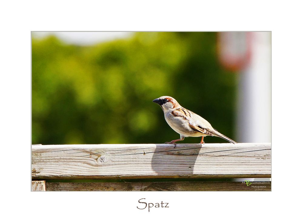 Spatz