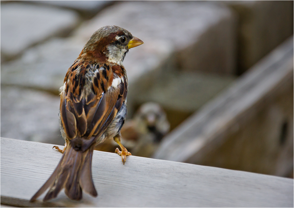 Spatz Foto & Bild | tiere, wildlife, wild lebende vögel ...