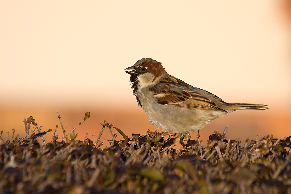 Spatz Foto & Bild | tiere, wildlife, wild lebende vögel ...