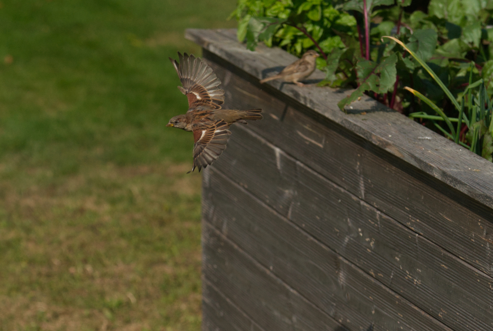 Spatz Abflug Hochbeet