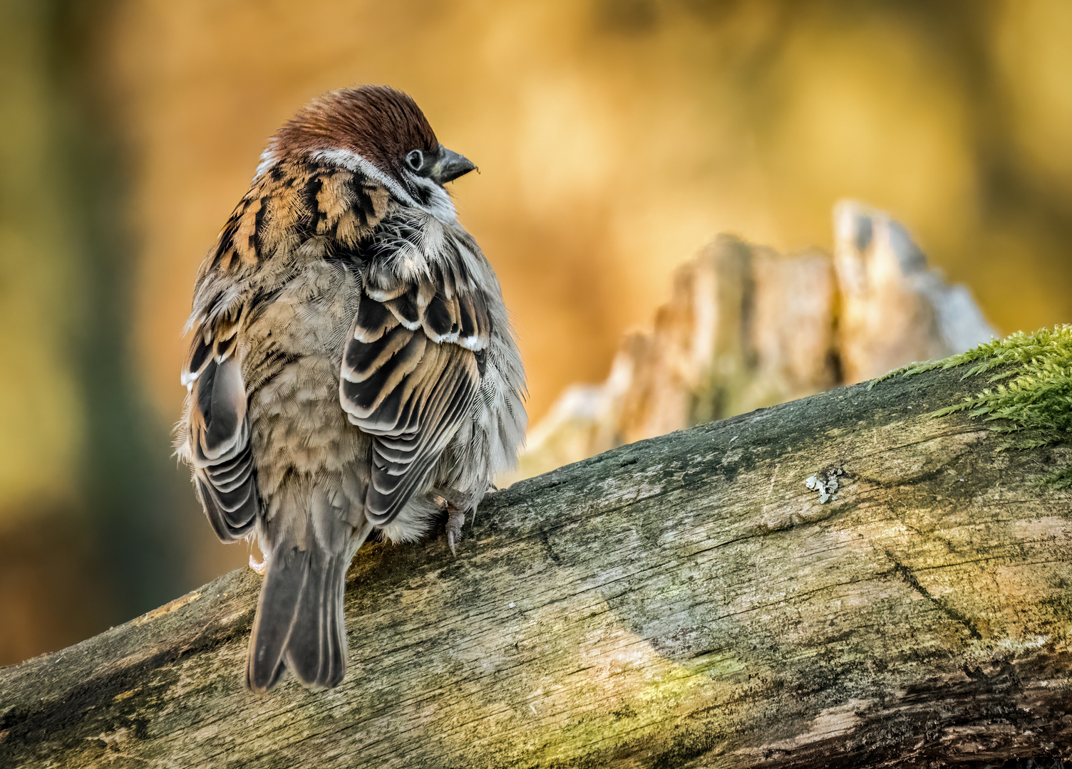 "SPATZ AM ABEND"