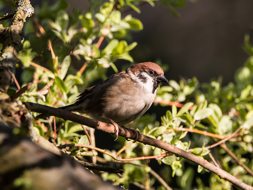 Spatz am Abend