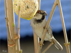 Spatz am Ahornbaum