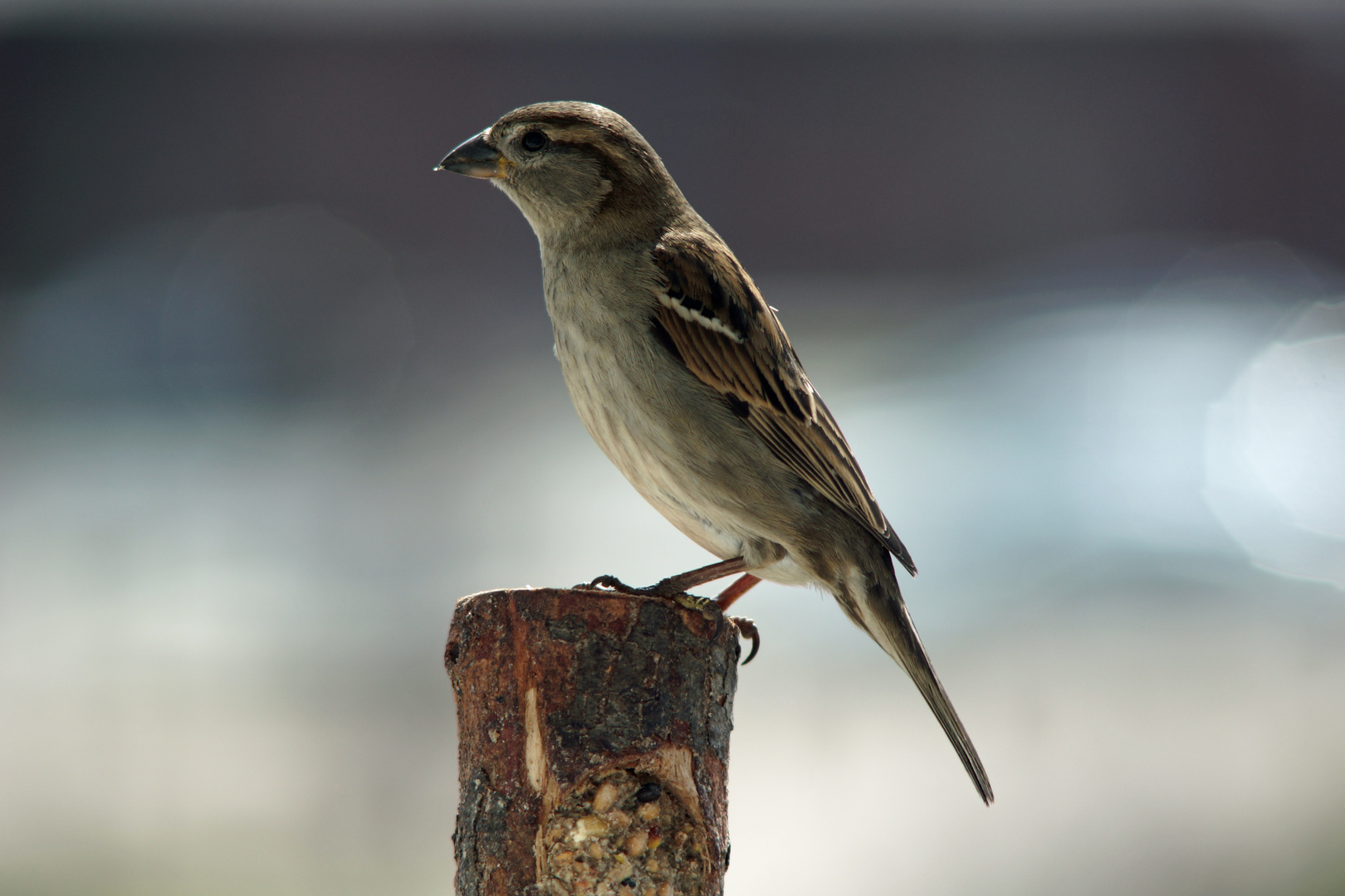 Spatz am Balkon