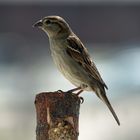 Spatz am Balkon