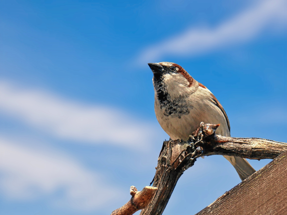 Spatz am blauen Montag