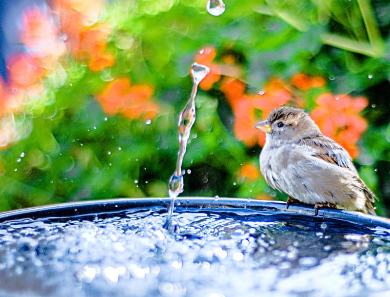 spatz am brunnen