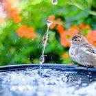 spatz am brunnen