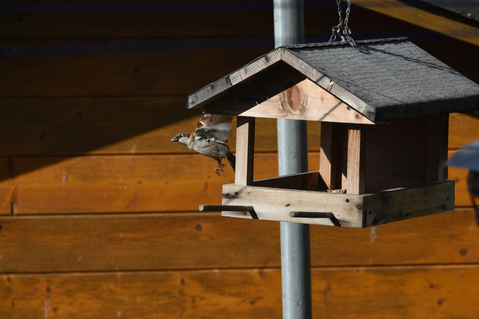 Spatz am Futterplatz