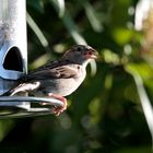 Spatz am Futterplatz