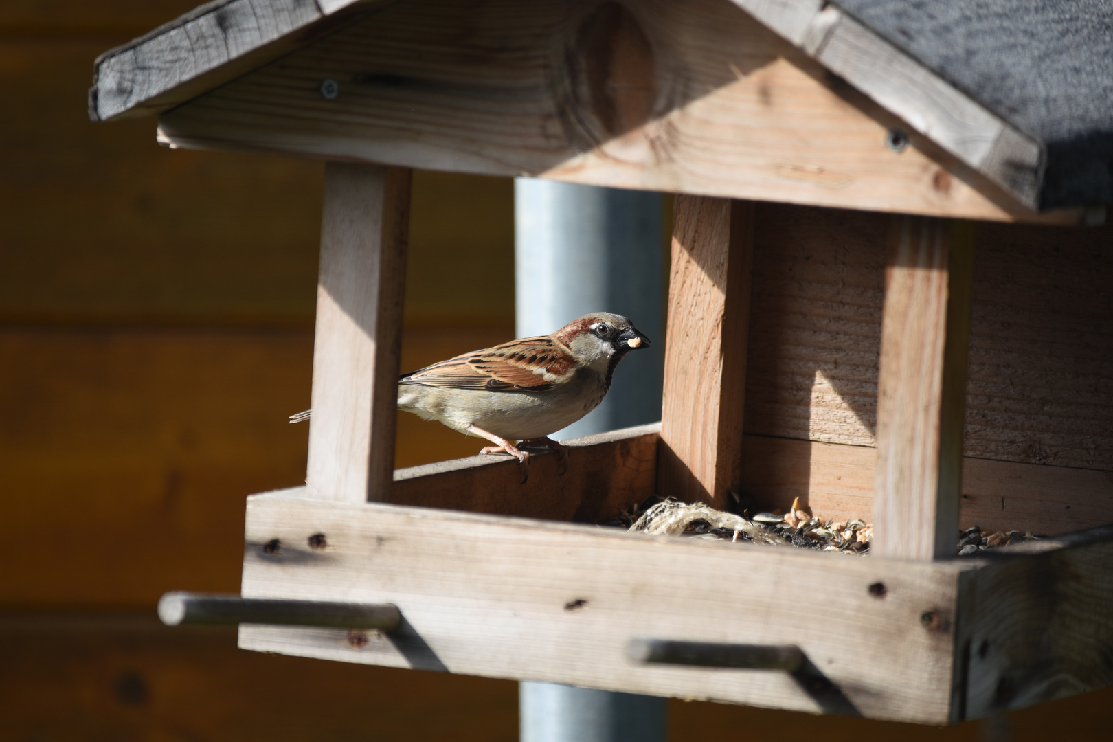 Spatz am Futterplatz